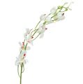 Floristik24 Orchidea Mokara White 92cm 3db