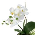 Floristik24 Orchid Phalaenopsis akasztható H33cm krém