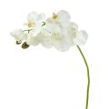 Floristik24 Orchidea fehér mű L73cm 4db