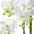 Floristik24 Orchidea fehér gömbbel 110cm