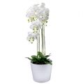 Orchidea fehér gömbbel 110cm