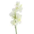 Mesterséges orchidea krém 50cm 6db