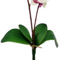 Floristik24 Orchidea 2 ággal 60cm fehér-rózsaszín