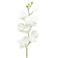 Floristik24 Orchidea Phalaenopsis mesterséges 6 virágú fehér krém 70cm
