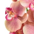 Floristik24 Orchidea Phalaenopsis mű 9 virág rózsaszín vanília 96cm