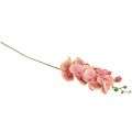 Floristik24 Orchidea Phalaenopsis mű 9 virág rózsaszín vanília 96cm