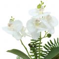 Orchidea fehér mohagolyókkal és gyökerekkel 36cm