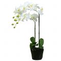 Floristik24 Orchidea fehér 65 cm-es izzón