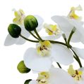 Floristik24 Orchideák 30 cm-es fehér cserépben