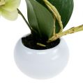 Floristik24 Orchideák zöld cserépben H30cm