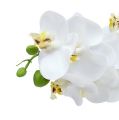 Floristik24 Orchidea ág fehér L58cm