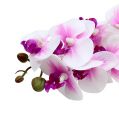 Floristik24 Orchidea ág fehér-rózsaszín L58cm