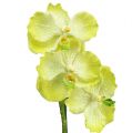 Floristik24 Orchidea gyökerekkel világoszöld L43cm