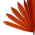 Floristik24 Palmspear Sun Orange 30db