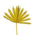 Floristik24 Palmspear Sun mini sárga 50db