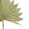 Floristik24 Palmspear Sun mini természet 50db