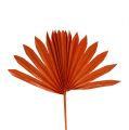 Floristik24 Palmspear Sun mini Orange 50db