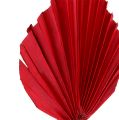 Floristik24 Palm lándzsa mini piros 100p