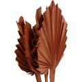 Floristik24 Pálmalándzsa pálmalevél natúr díszítés barna 5-9×14cm L35cm 4db