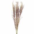 Floristik24 Pampas fű krém, ibolya Műszárított virágok 3db