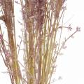 Floristik24 Pampas fű krém, ibolya Műszárított virágok 3db