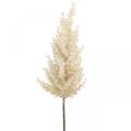 Floristik24 Pampas fűkrém mesterséges száraz Florisztikai Deco Grass 72cm