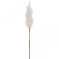 Floristik24 Pampas Grass fehér mesterséges száraz fű mesterséges növények