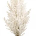 Floristik24 Pampas Grass fehér mesterséges száraz fű mesterséges növények