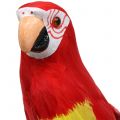 Floristik24 Deco papagáj piros 44cm
