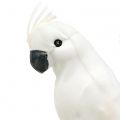 Floristik24 Papagájok tollas fehér Mesterséges kakadu díszmadár 4db