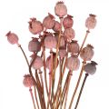 Floristik24 Dry Deco mák kapszula rózsaszín mák színű szárított virágok 75g
