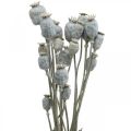 Floristik24 Deco Poppy White szárított virágok Mák kapszula Papaver 75 g-os csokor
