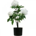 Floristik24 Mesterséges Paeonia, bazsarózsa cserépben, dekoratív növény fehér virágok H57cm