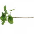 Floristik24 Peperomia Mesterséges zöld növény levelekkel 30cm
