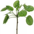Floristik24 Peperomia Mesterséges zöld növény levelekkel 30cm