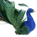 Floristik24 Paradicsommadár, páva szorító, tollmadár, madárdísz kék, zöld, színes H8,5 L29cm