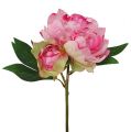 Floristik24 Pünkösdi rózsa bimbós rózsaszín L30cm 2db