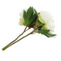 Floristik24 Bimbófehér pünkösdi rózsa L30cm 2db