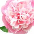 Floristik24 Bazsarózsa művirág virággal és rügy rózsaszín 68cm