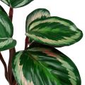 Floristik24 Növény Tropical Green, Pink 20cm