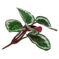 Floristik24 Növény Tropical Green, Pink 20cm