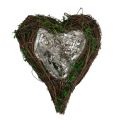 Floristik24 Planter Heart Szőlőmoha 21cm x 26cm H6cm