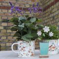 Floristik24 Növénypohár Zománcozott csésze virágok ültetéséhez Ø11cm