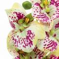 Floristik24 Mesterséges orchideaág Phaelaenopsis Green Pink H49cm