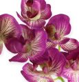 Floristik24 Orchidea Phalaenopsis Lila-krém 62cm
