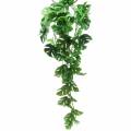 Floristik24 Philodendron fogas zöld 85cm