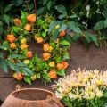 Műfűkoszorú, Narancssárga és Zöld, Ø28cm, Őszi Dekoráció | Floristik24.hu