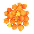 Floristik24 Physalis Orange Vegyes 22db Dekoratív művirágkehely