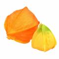 Floristik24 Physalis Orange Vegyes 22db Dekoratív művirágkehely