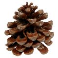 Floristik24 Pinus Pinea közepes 10/14cm natúr 50db